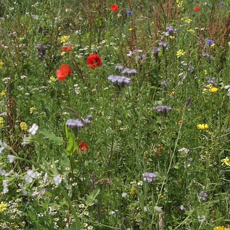 Sfeervol Chalet Midden In De Natuur Halle Zewnętrze zdjęcie