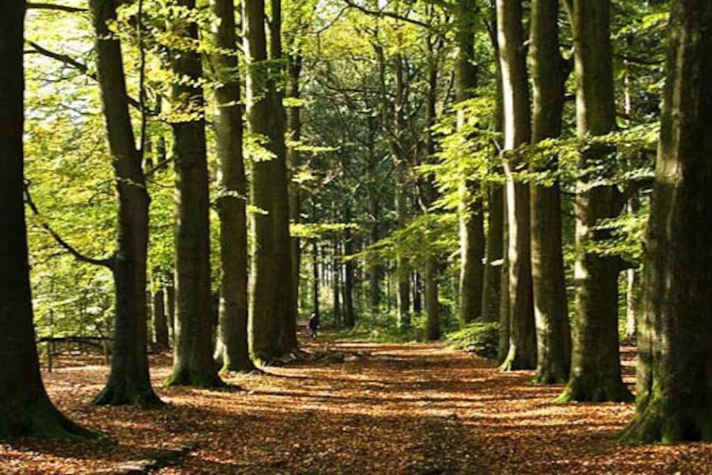 Sfeervol Chalet Midden In De Natuur Halle Zewnętrze zdjęcie